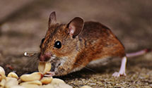 24 Hour & Emergency Exterminators in Plymouth, MA